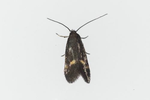 Réf. 204 656 : Borkhausenia minutella